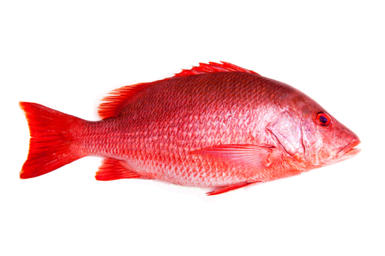 snapper_season